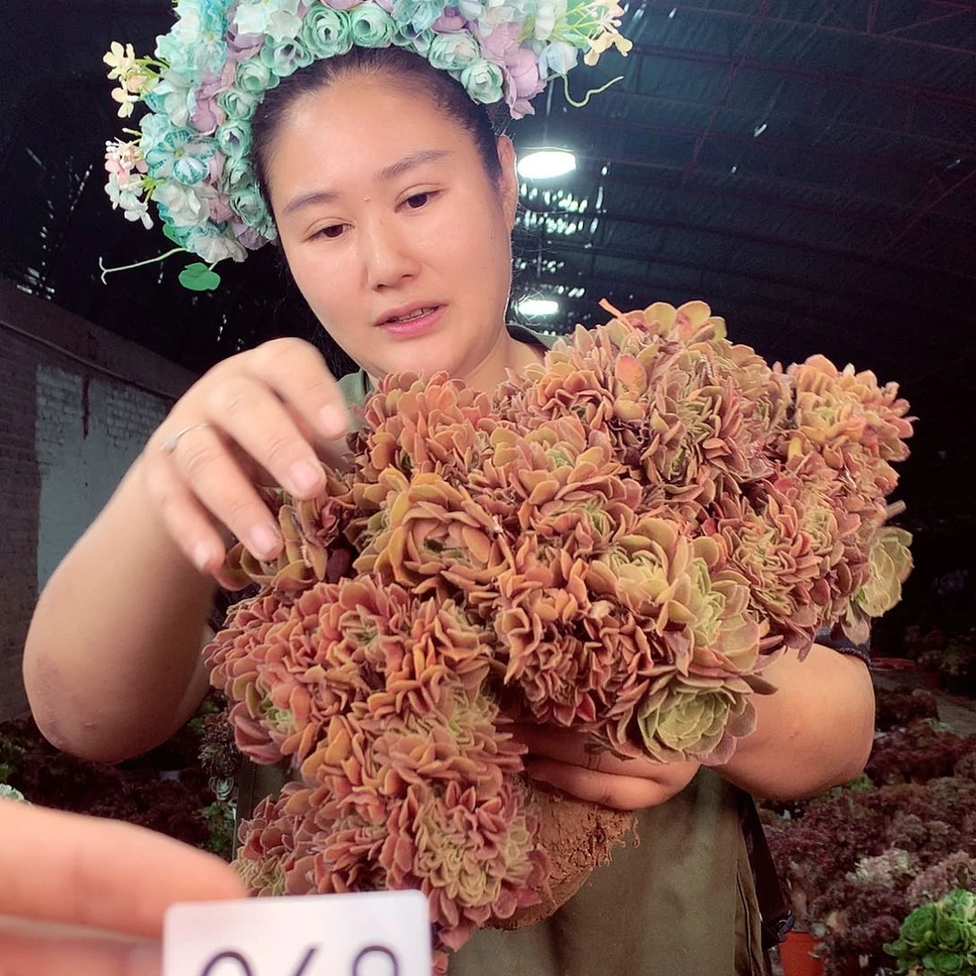 无花朵柒哥多肉法师不包侧断枝68