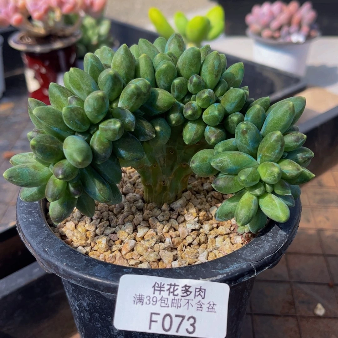 073-香蕉树缀多肉7cm