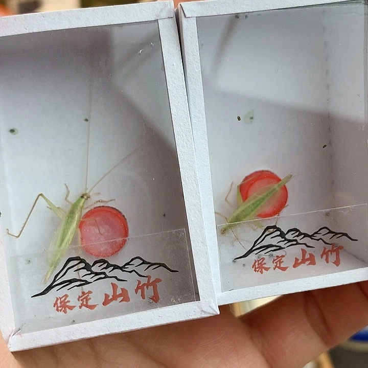两只青竹蛉啊啊啊啊啊