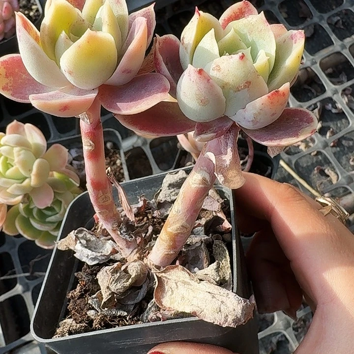 雲*多肉植物一物一拍