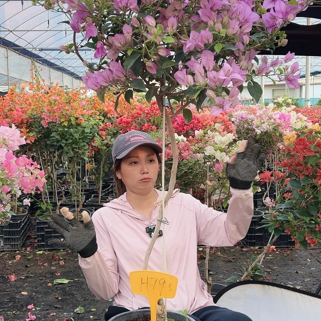 荣***少大部分花苞少量开放H79巴西紫