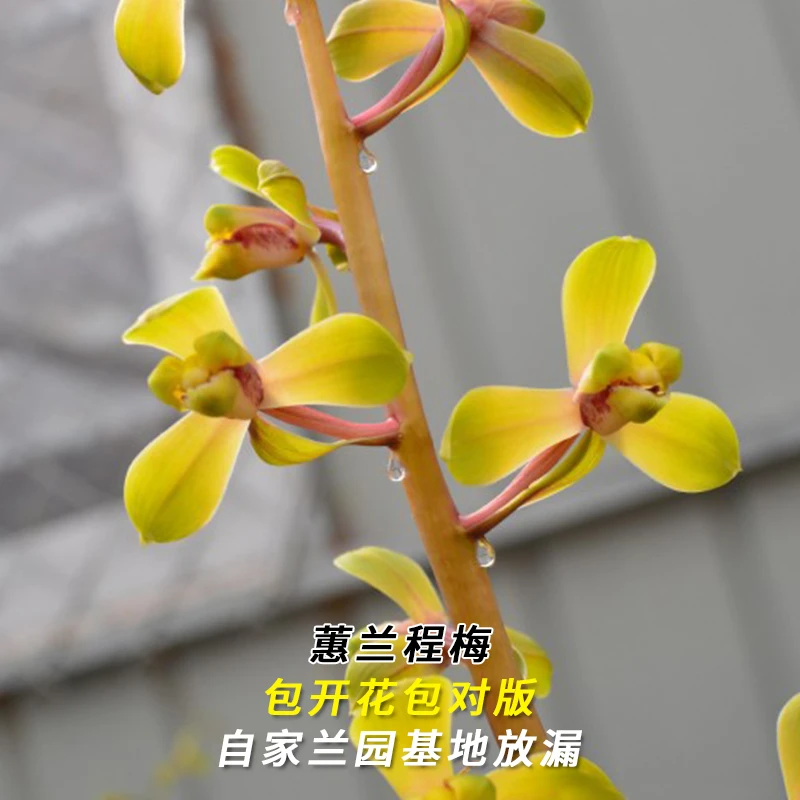 兰花直播蕙兰【程梅】花卉绿植盆栽冬带花苞国兰草贵货批发阳台盆景