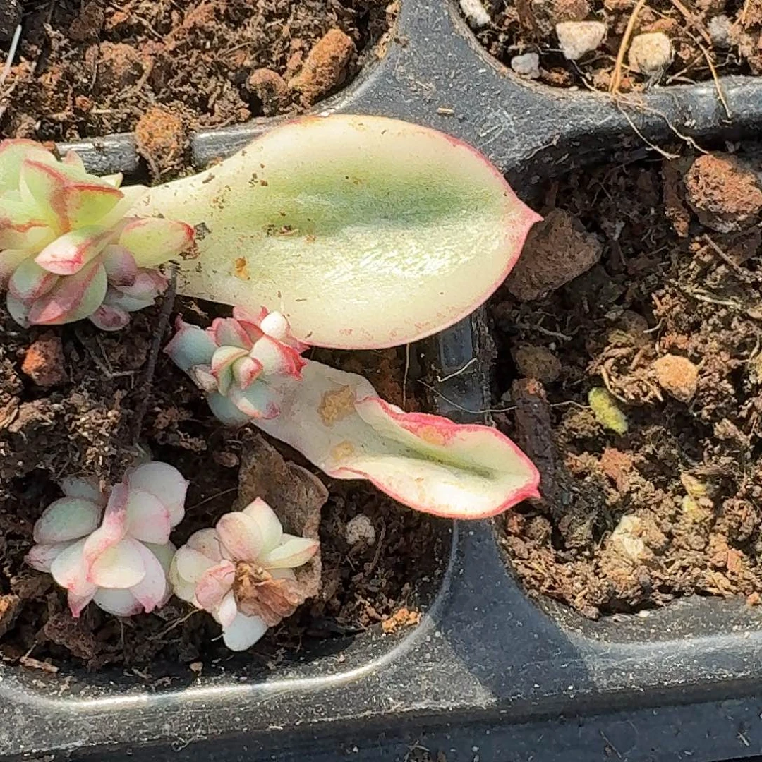 红花女王一物一拍