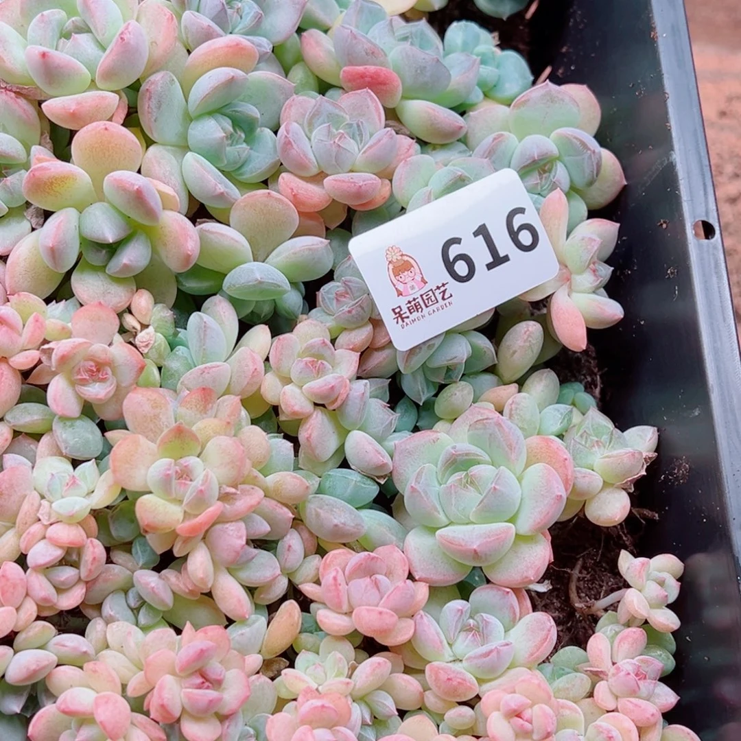 大***妮多肉植物多肉植物
