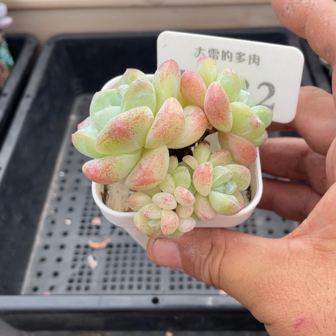 082冰玉不带盆7厘米