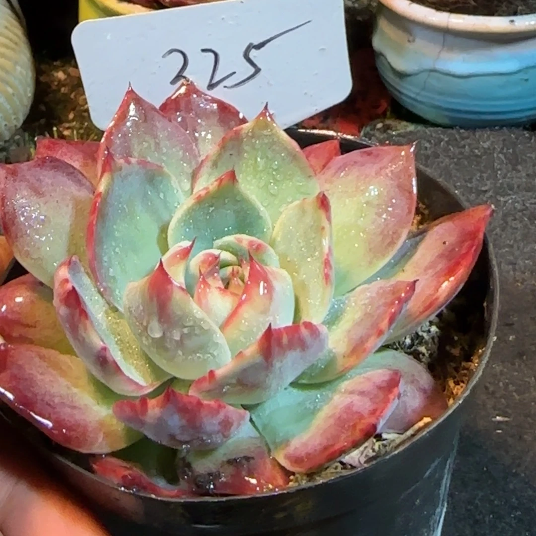 花脸拉丝惊鸿一物一拍包装收缩花旱325