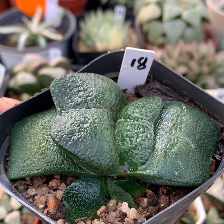 蝴蝶卧牛，带盆发货