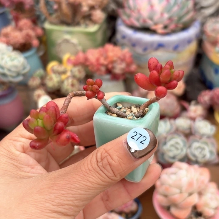 272多肉含盆土 30元包邮 除偏远