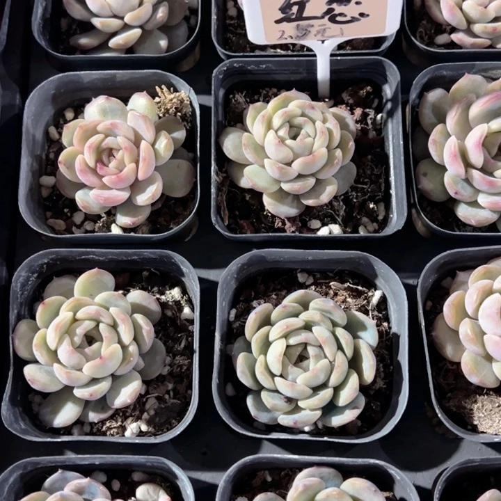 红恋一颗量拍多肉满20包邮