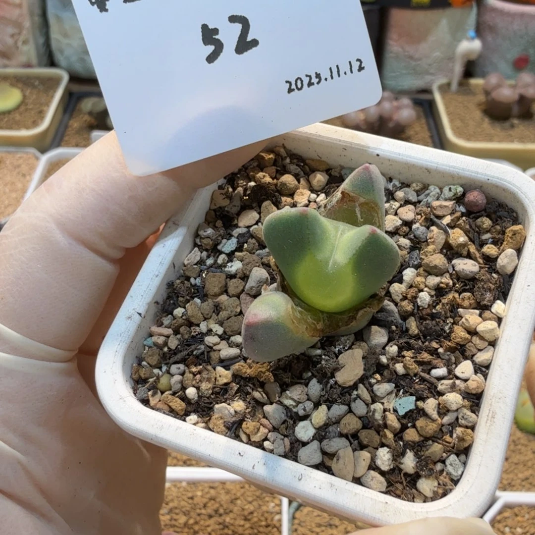 镜***婧多肉多肉多肉11.12-052