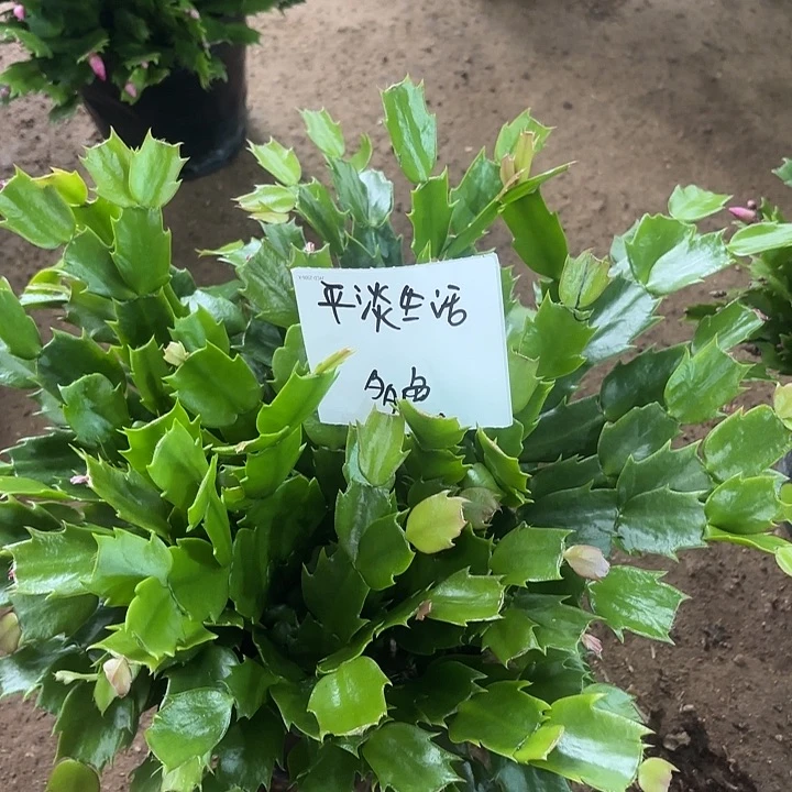 平***活当前无花栽培后可以开花