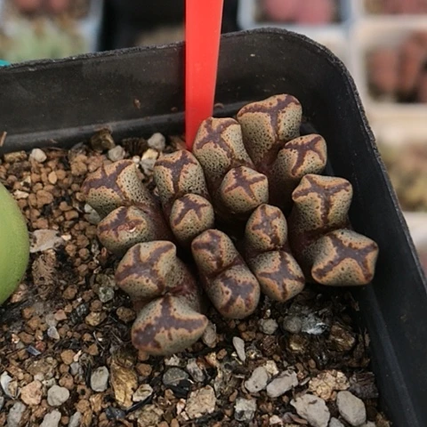 多肉肉锥 十字勋章