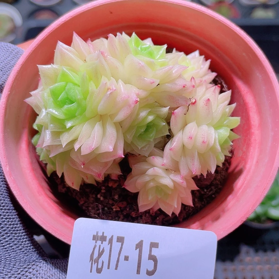 花利美17-15幻影群
