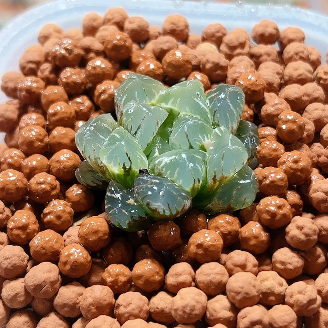 十二卷多肉无纹1