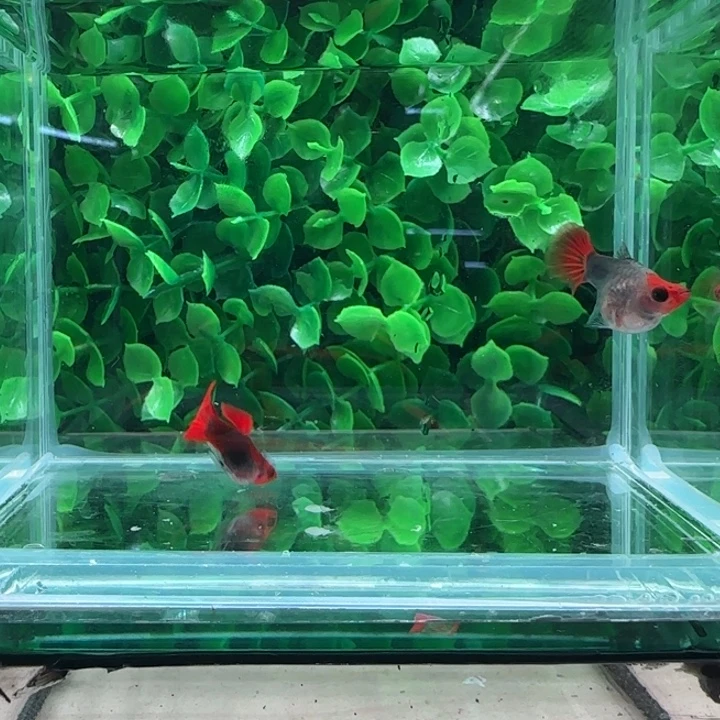 孔雀鱼24深海蓝红头球一对