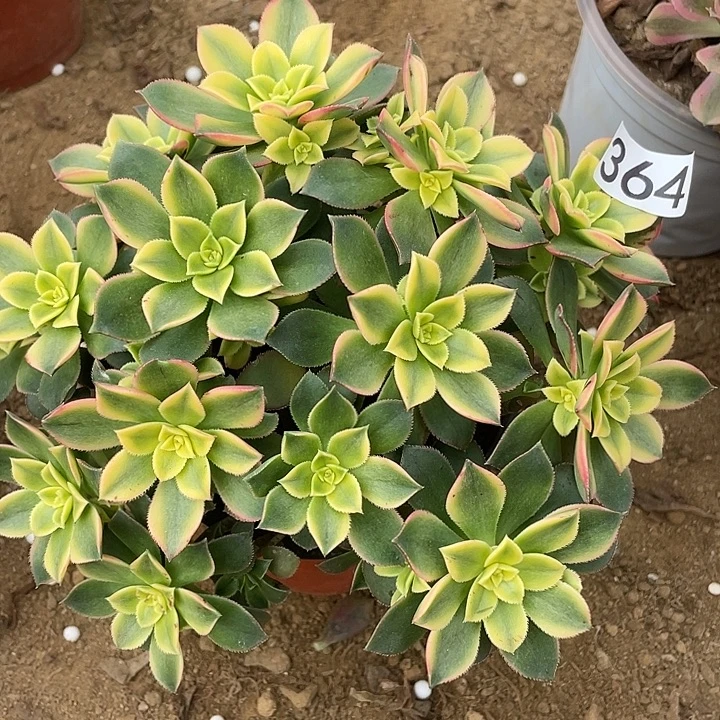 364艳日辉多肉植物