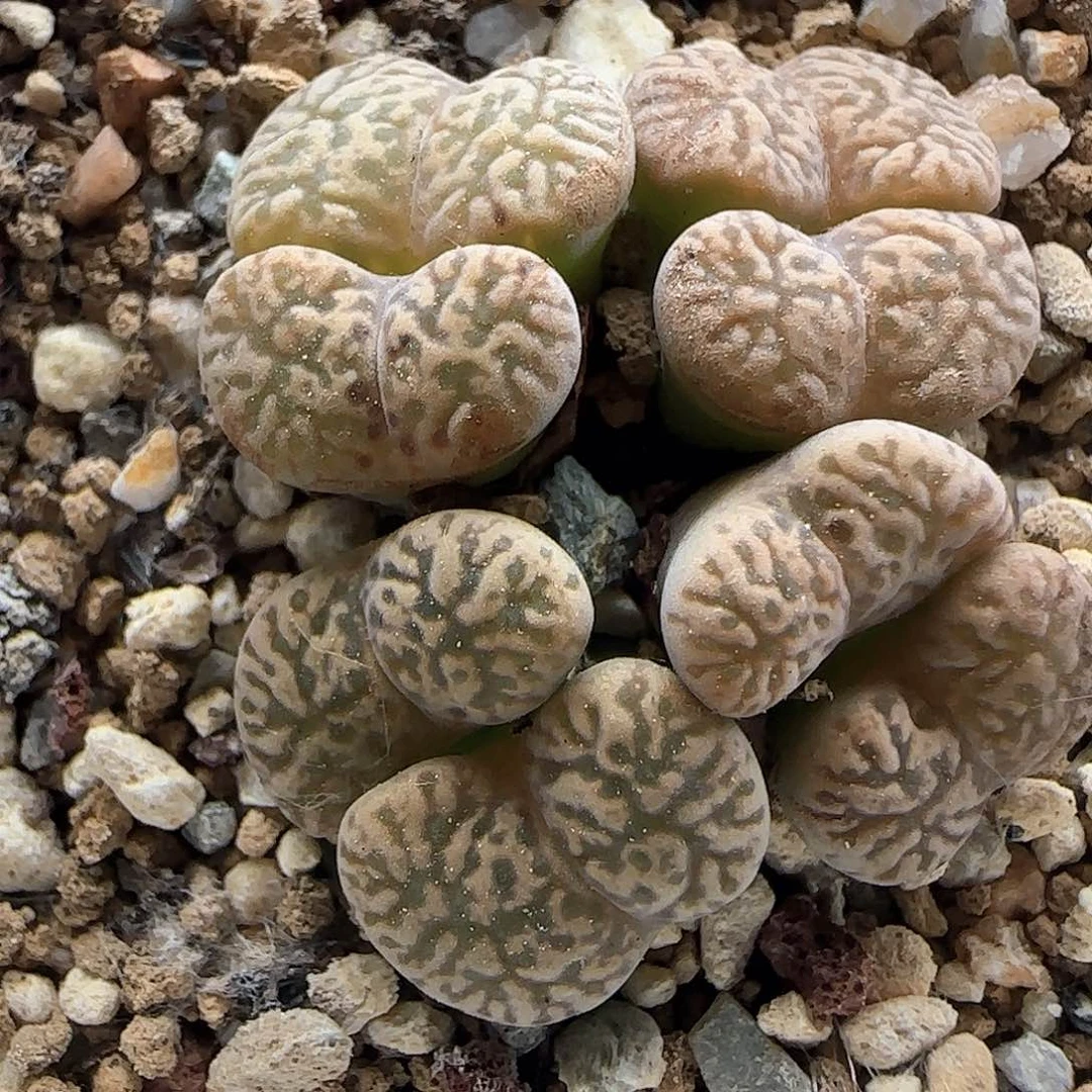 开播福利来啦40023