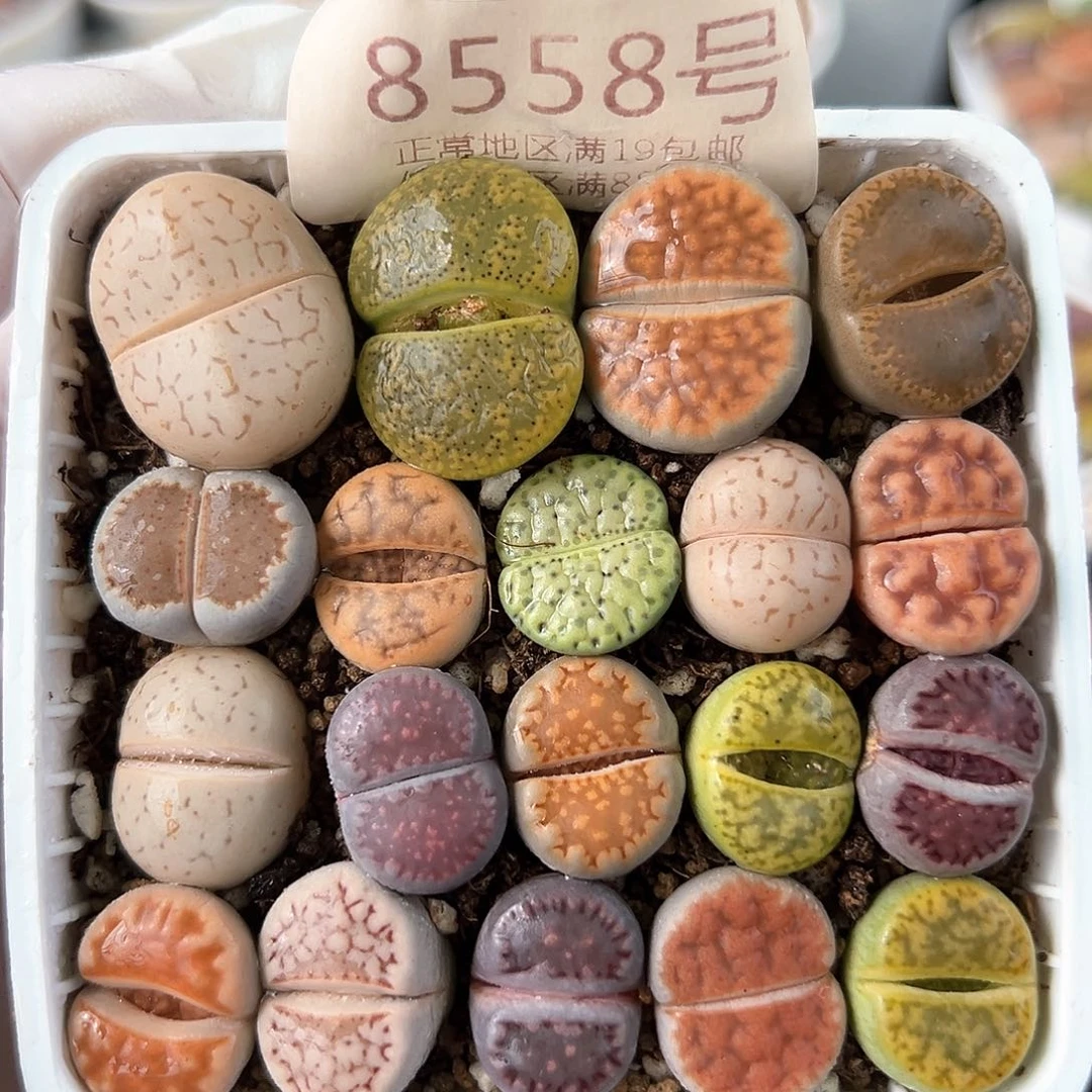 好养易活生石花大母本8558