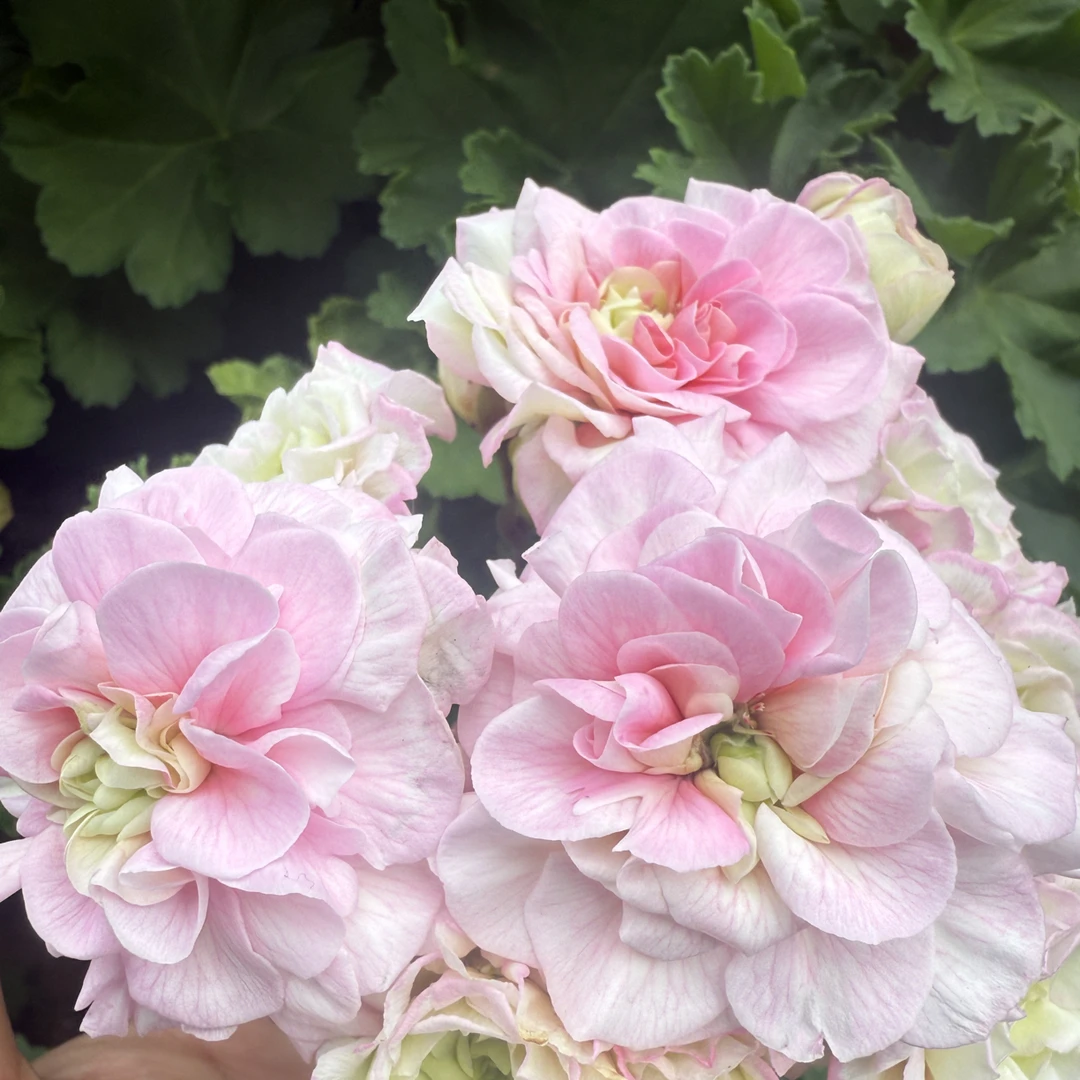 直立重瓣俄系天竺葵仙女座