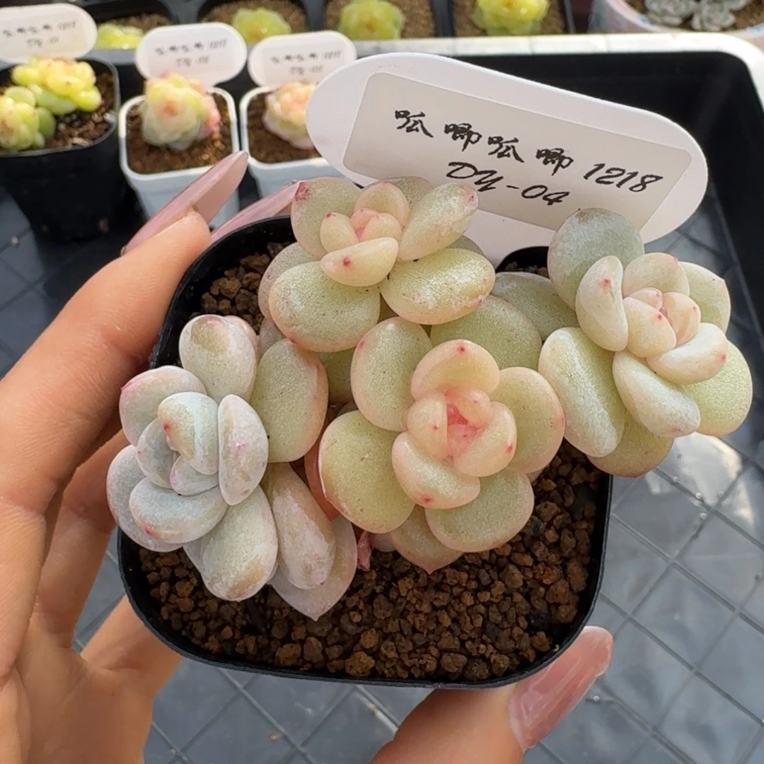 1218-4-团圆群生一颗多肉