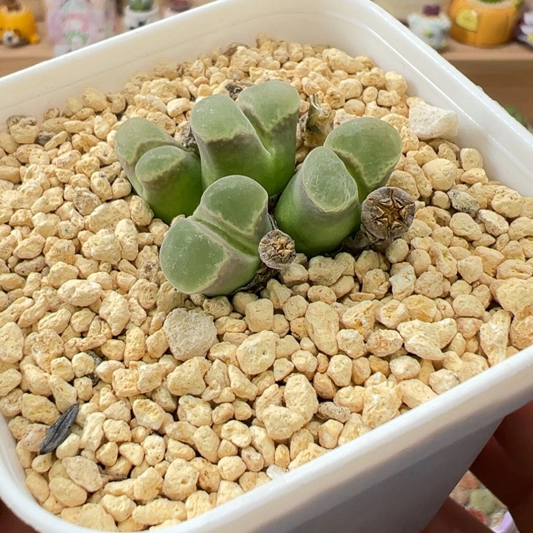 多肉植物实付9.9元包邮20号