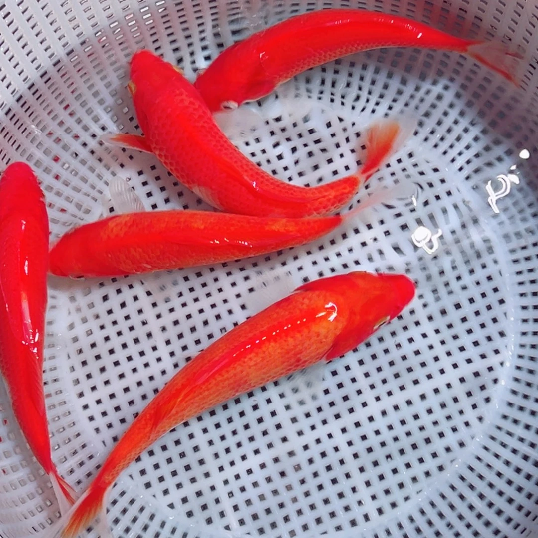 锦鲤锦鲤观赏鱼1111