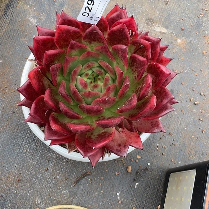 若如东云单拍D298