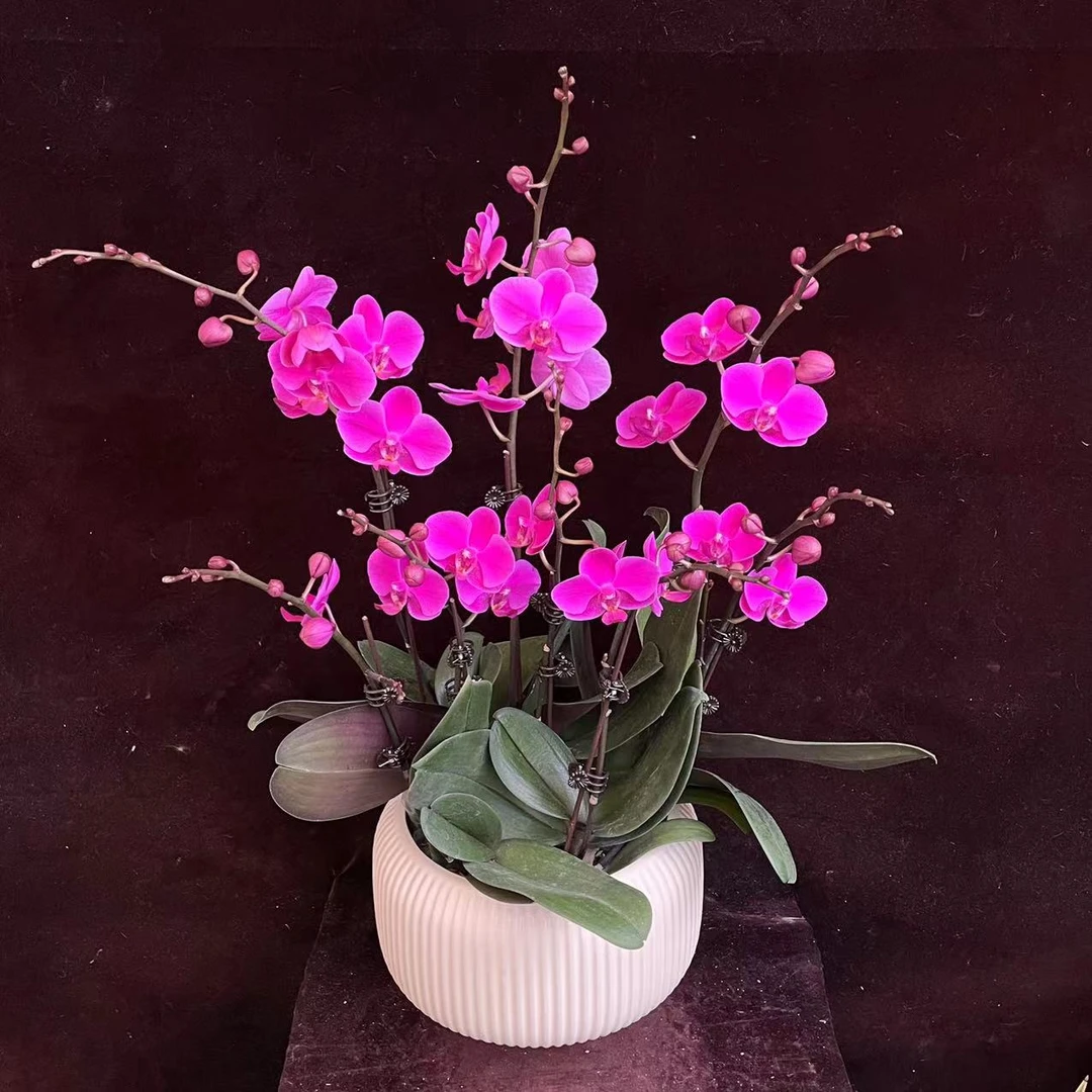 喜兰精选【满天红】年宵花 贵气大红大紫 送礼佳品经典款蝴蝶兰