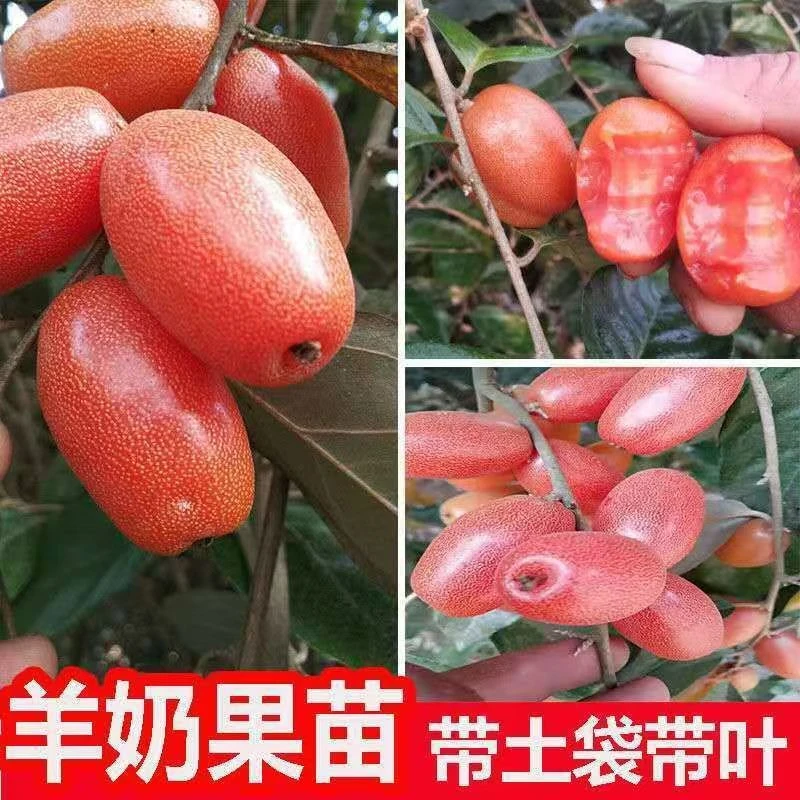 特大纯甜羊奶果树苗结果快德甜二号胡颓子羊奶果苗盆栽地栽