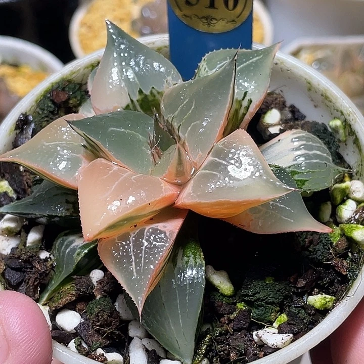 510酒吞锦母本级别