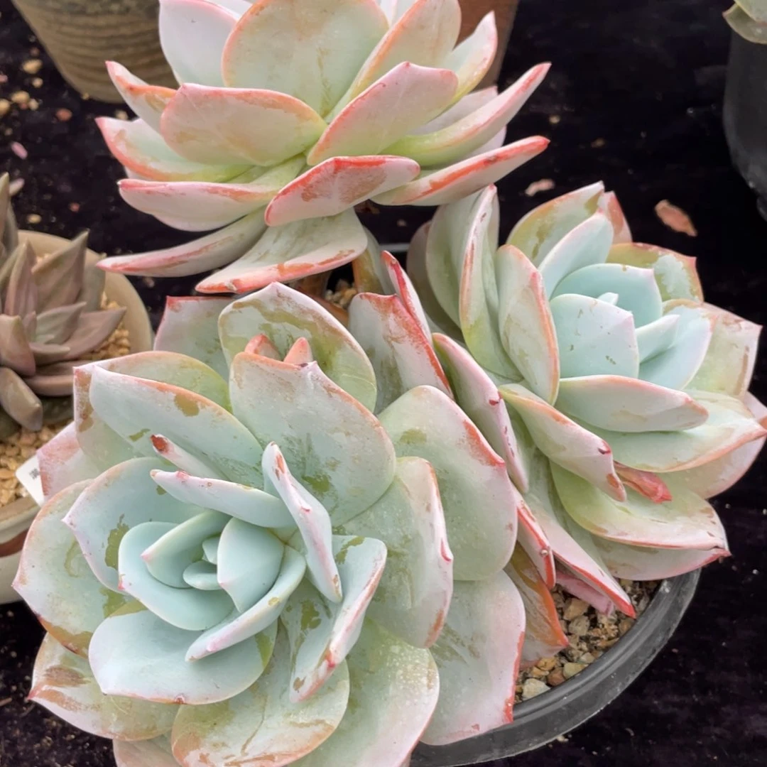 奶茶三头多肉植物老桩