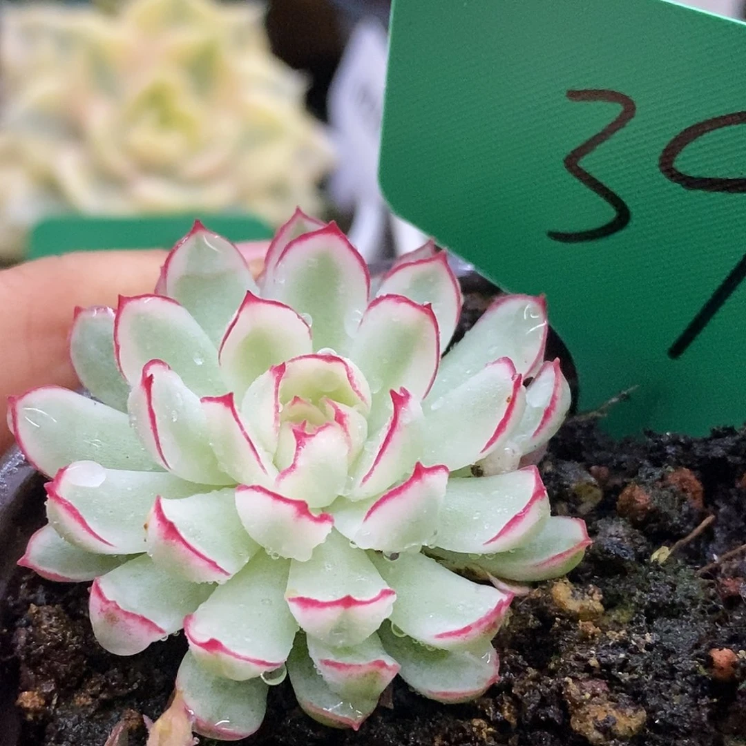 39能梦幻玫瑰哈哈哈哈
