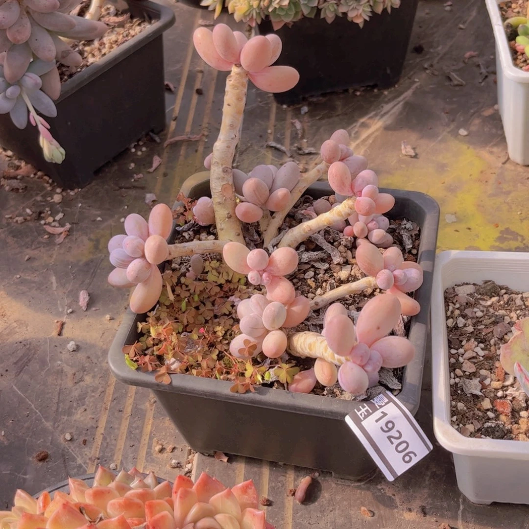 汤圆多肉植物19206