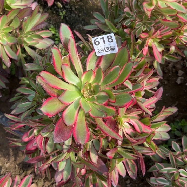 丽娜……多肉植物的