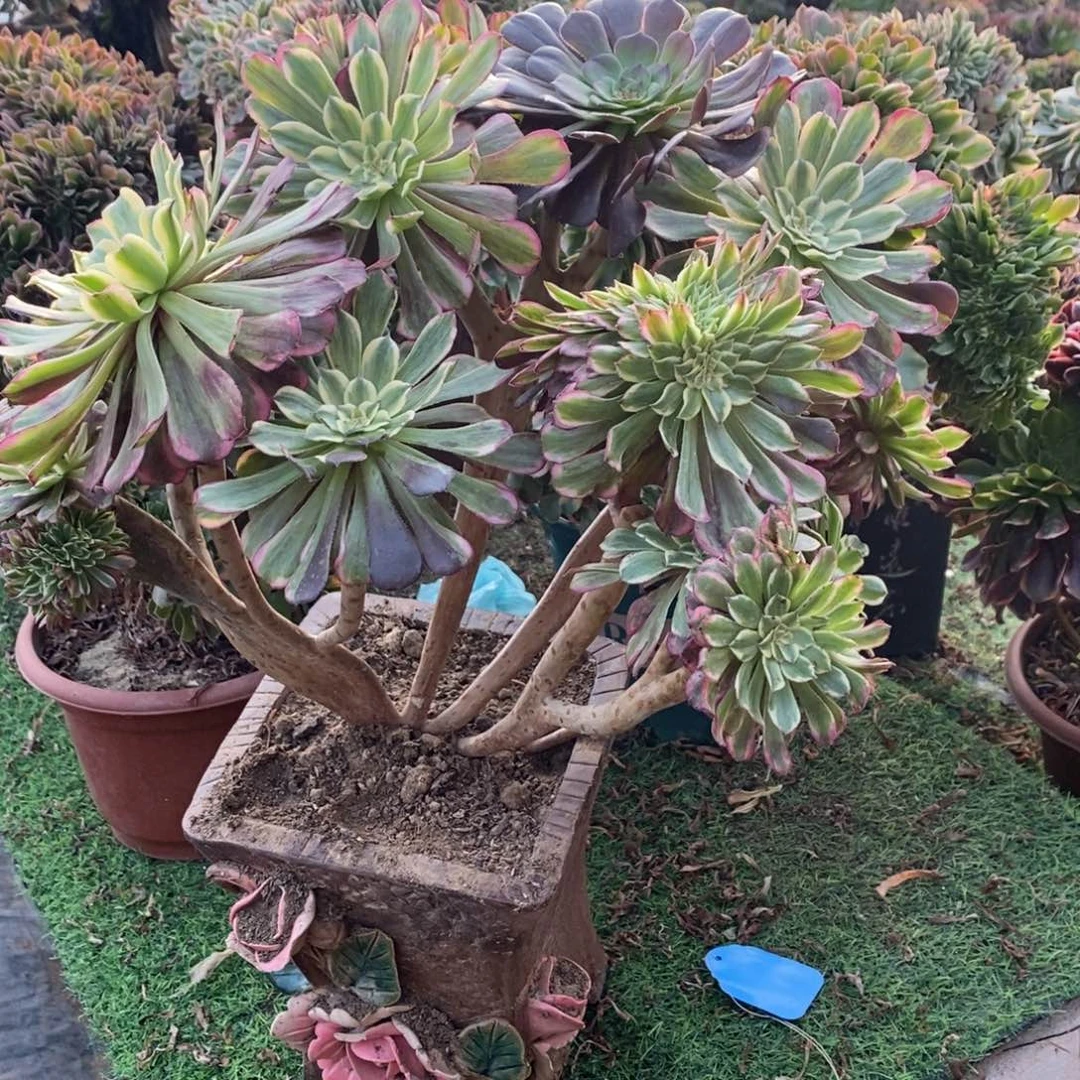 山***王3771号水彩缀化1颗多肉