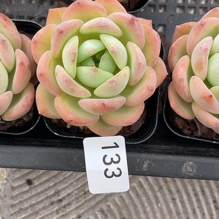 133。   黄玫瑰。          量拍