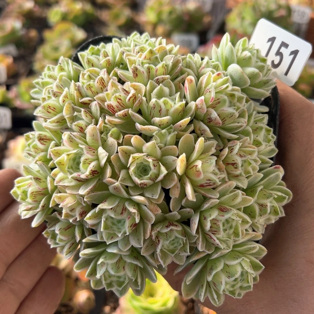 秋夕151山地玫瑰多肉