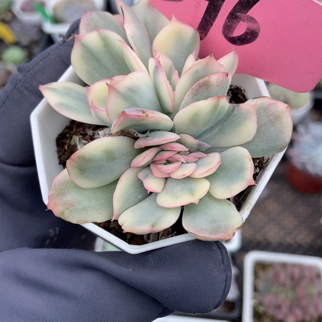 596绮罗锦多肉植物