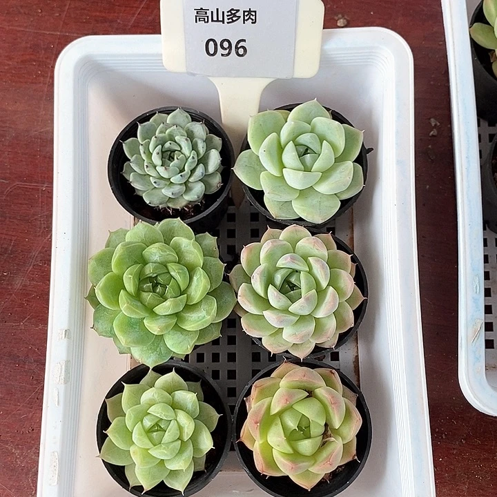 江****D096- 直播福利 六小颗