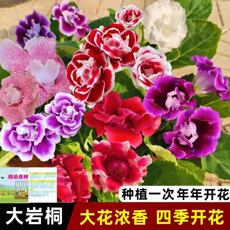 {}大岩桐花种子重瓣芙蓉花种子四季播种室内外阳台盆栽观赏花