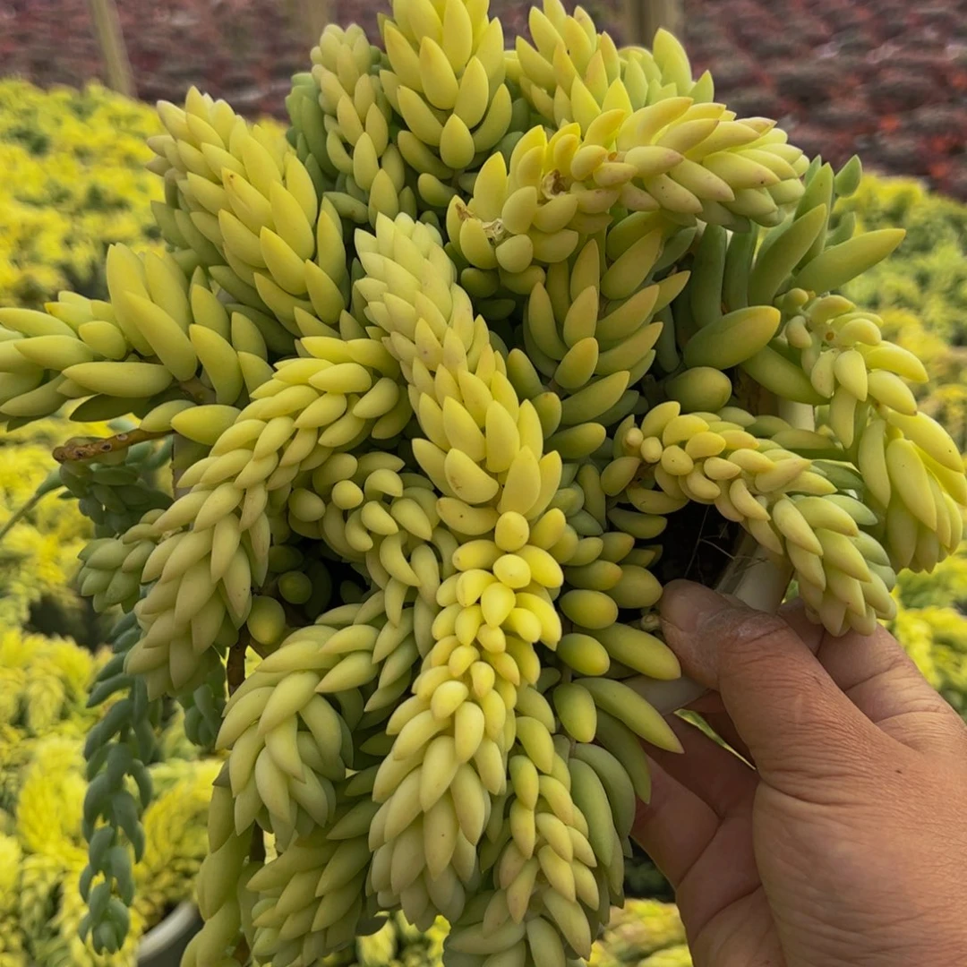 象牙玉坠大盆带盆土