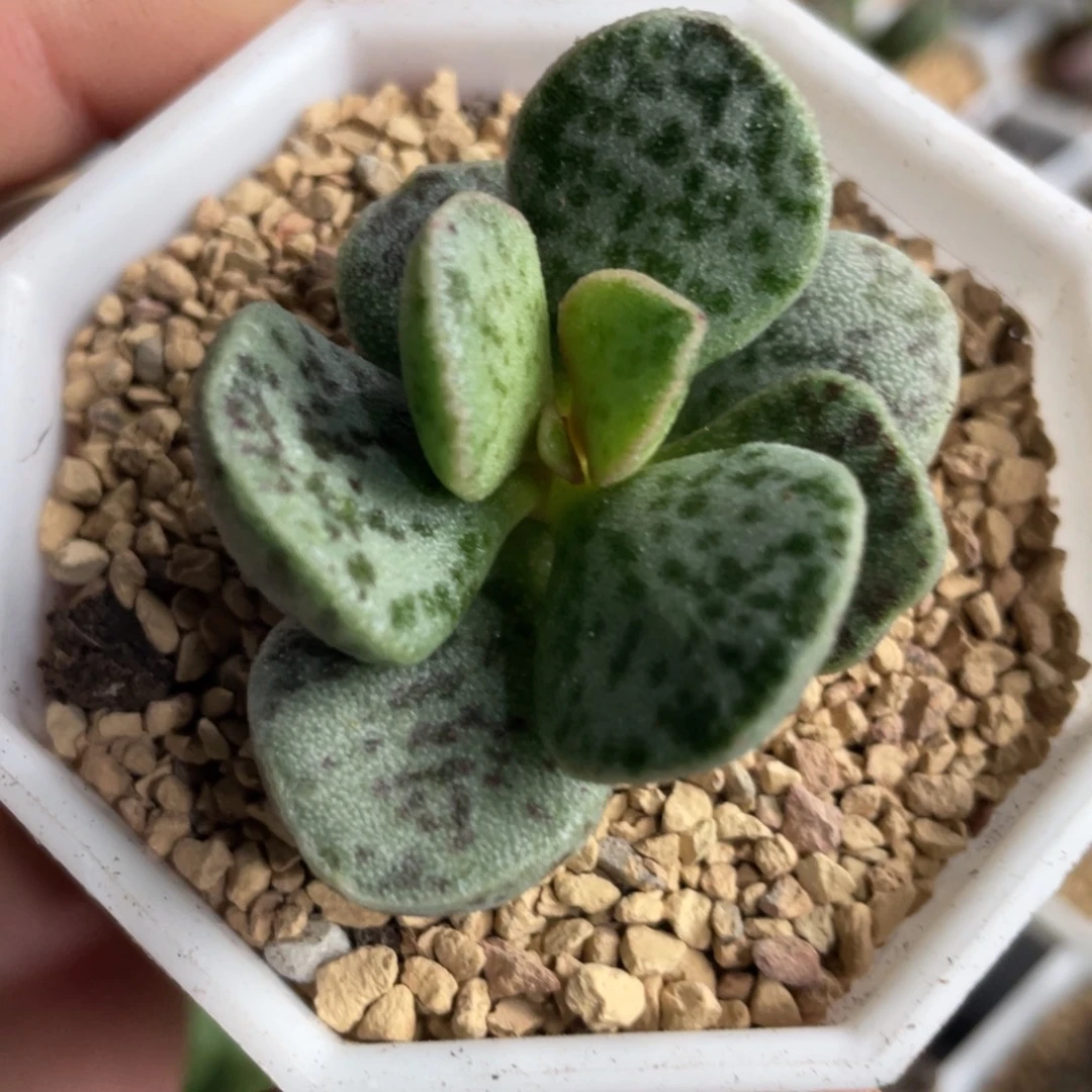 马蛋水泡。