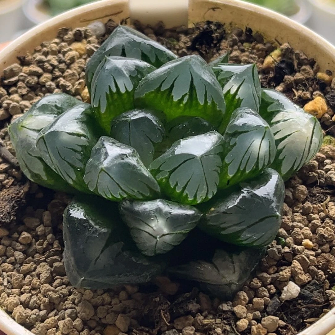 598巨大水晶玉露头家多肉十二卷