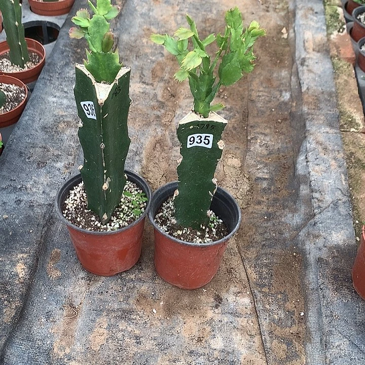 935+936嫁接蟹爪兰：083+1795