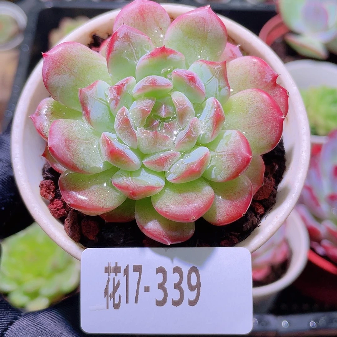 花利美17-339白桃汽水