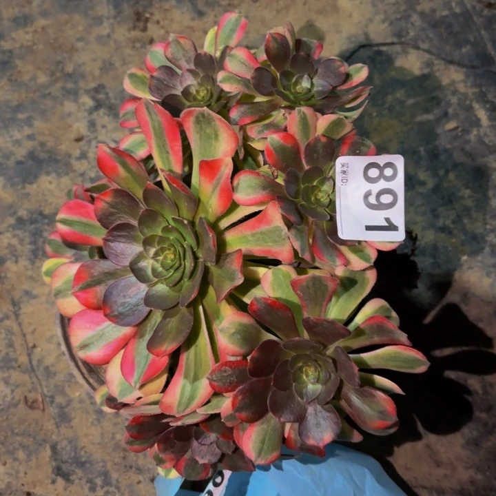 891雨荷多肉植物不售后