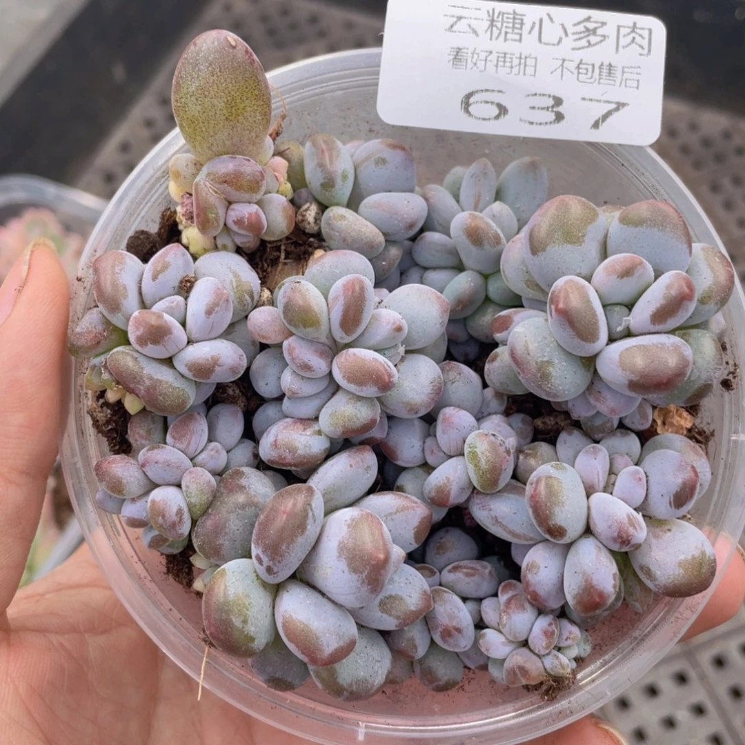 云糖心多肉植物637