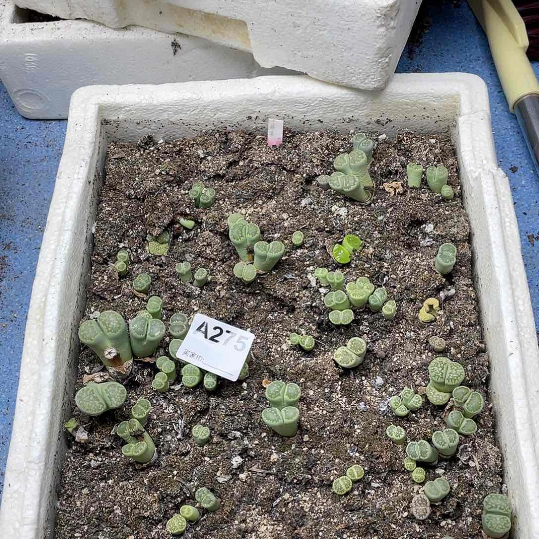 绿孔雀清筐 脱土 腿特别长275