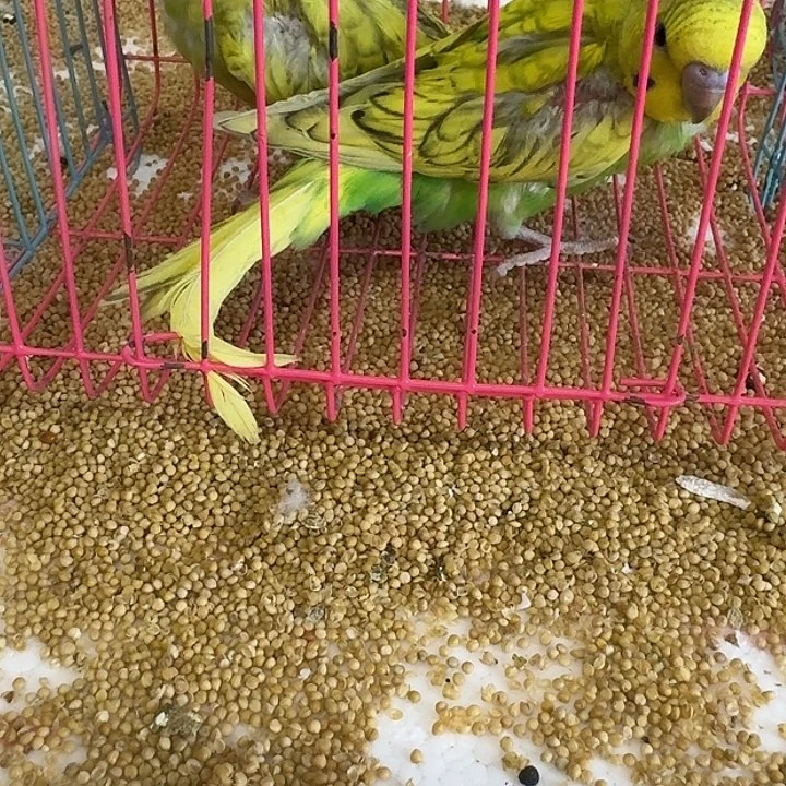 虎皮鹦鹉大头在线