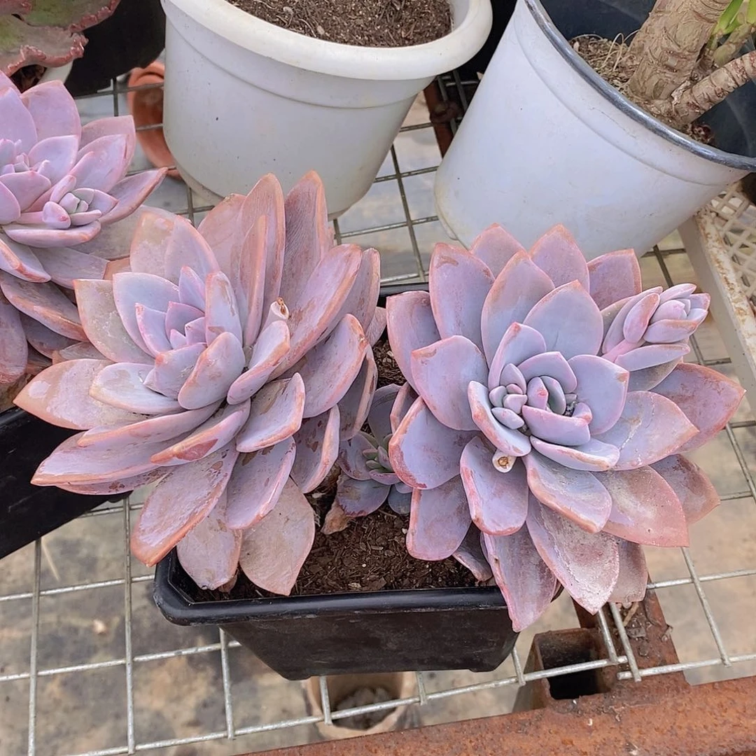 红茶双头起发老桩大盆